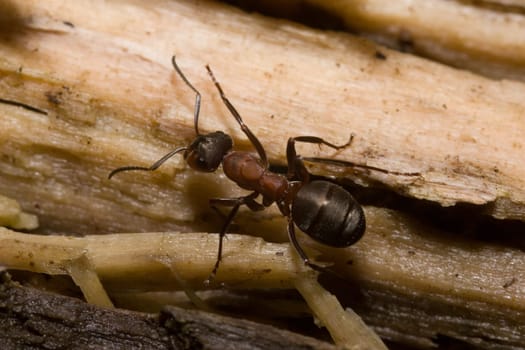 Southern wood ant