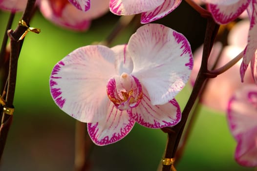 White orchid