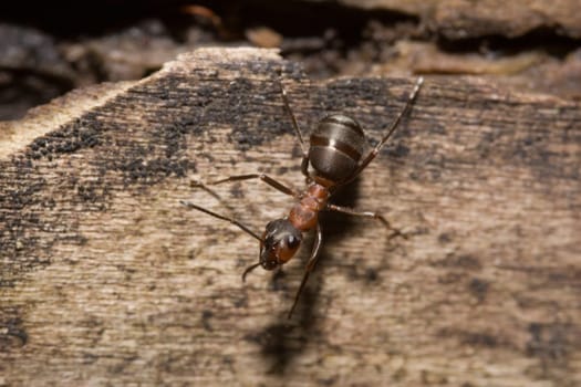 Wood Ant