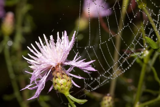 Cornflower with net