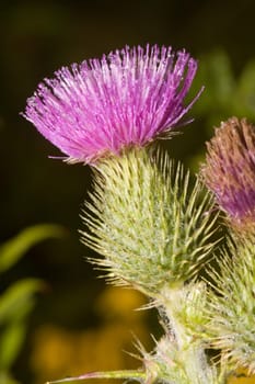 Cirsium
