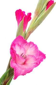 Gladiolus
