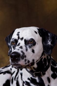 Dalmatian