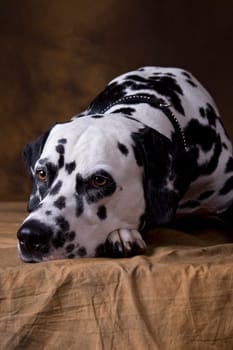 Dalmatian