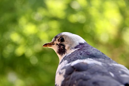 Columba livia f. domestica