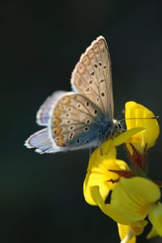 The Butterfly