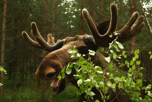 elk