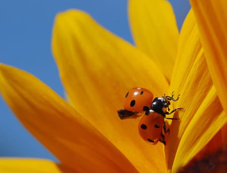 Ladybird