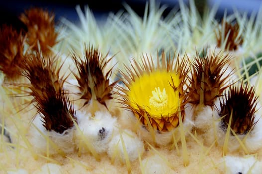 Cactus - Flowers