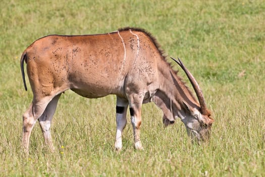 Eland - Taurotragus