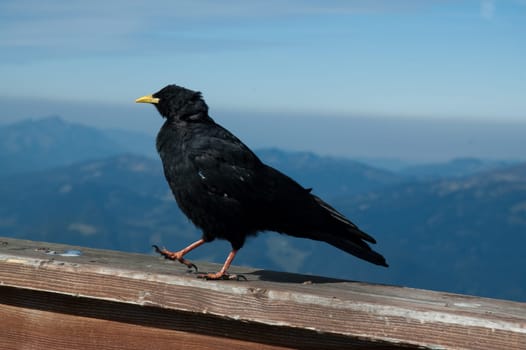 Running Alpine Chough (Bird)