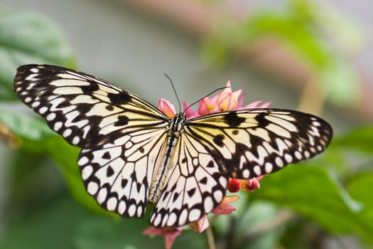 Paper Kite Butterfly
