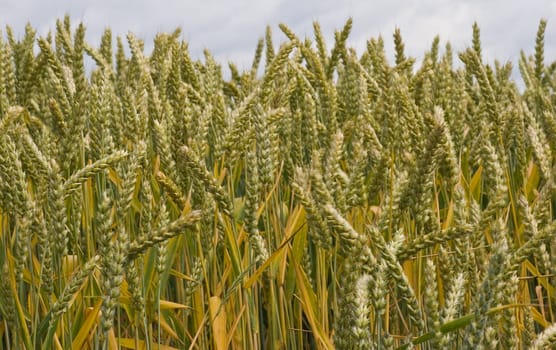 Riping grain