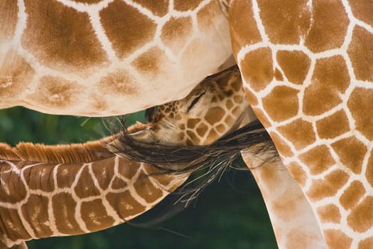 Baby giraffe