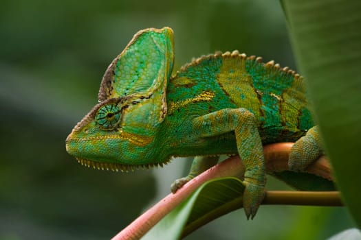 Green Jemenchameleon