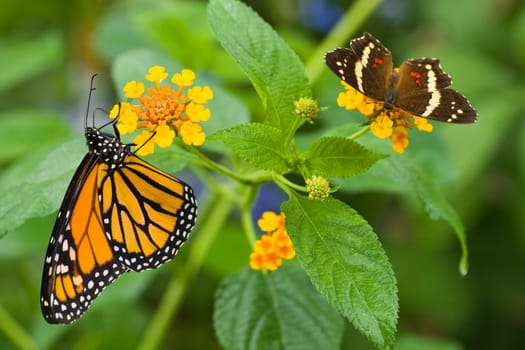 Monarch butterfly on Lantana camara