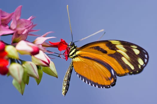 Tropical butterfly Ismenius Tiger