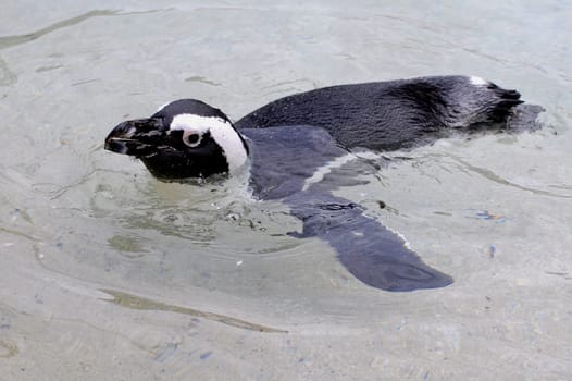 Jackass penguin