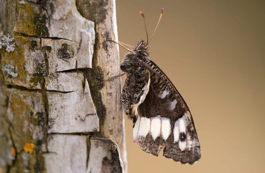 Speckled wood