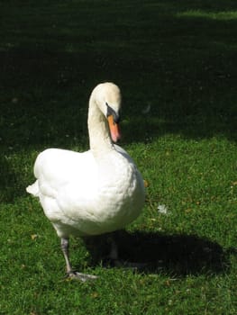 Swan