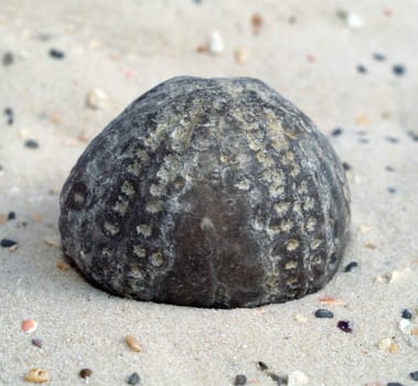 fossil