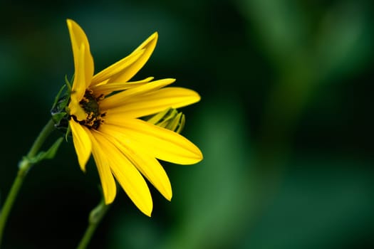 Mini Sunflower