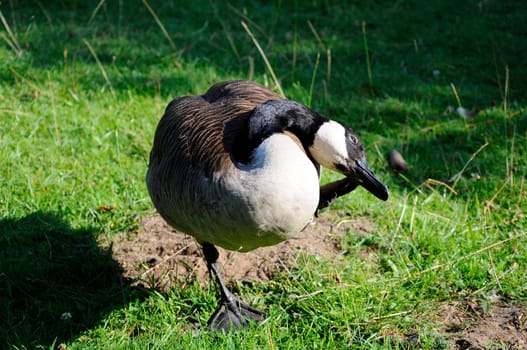 Canada Geese - Branta canadensis