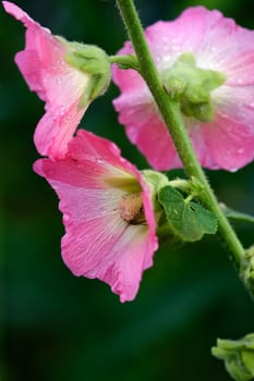 Hollyhock