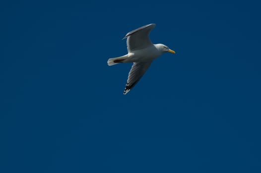 Flying Seagull (Seagull)