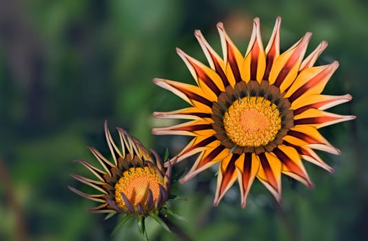 Gazania the Ice Flower