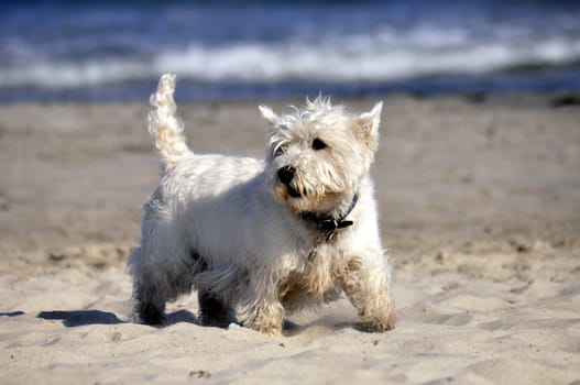Yorkshire at Thr Beach