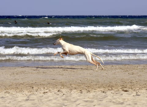 a young brown and white dog plays in the water and at the beach