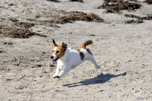 Dogs at the beach