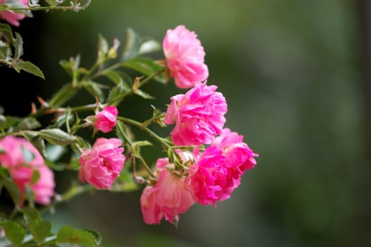 bunch of pink roses