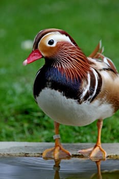 Mandarin duck