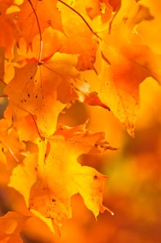 Fall maple leaves