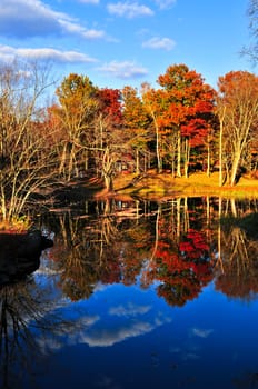 Fall forest reflections