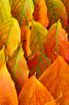 Autumn leaves background