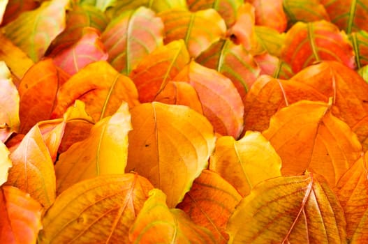 Autumn leaves background