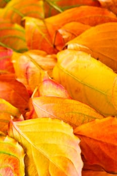 Autumn leaves background