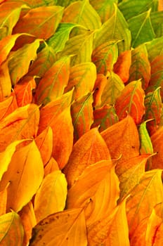 Autumn leaves background