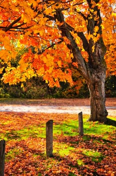 Autumn maple tree near road