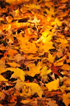 Fall maple leaves