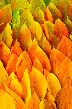 Autumn leaves background