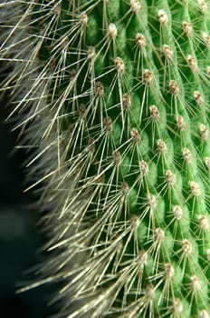 Dense spines on Cleistocactus,silver cohosh