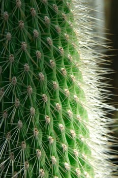 Dense spines on Cleistocactus,silver cohosh