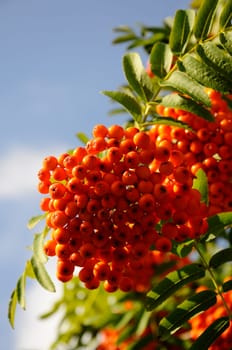 Mountain Ash - Sorbus-aucuparia