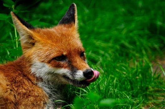 Fox
