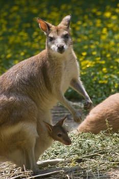Female wallaby with joey in pouch-vertical