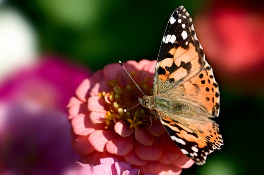 Painted lady butterfly with open wings